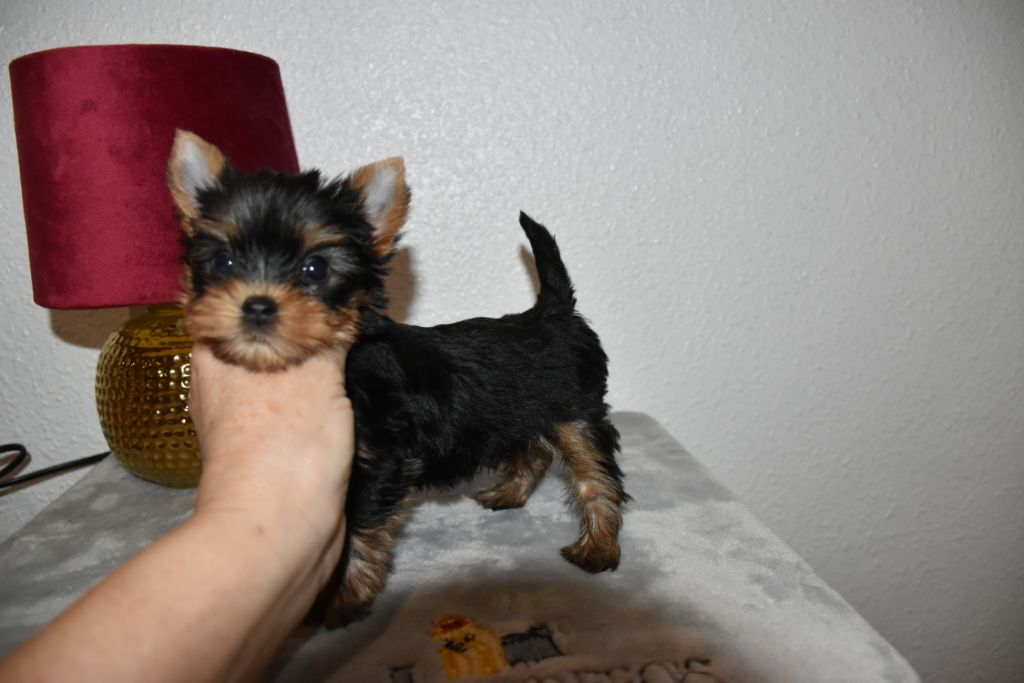 Horfeo's - Chiot disponible  - Yorkshire Terrier