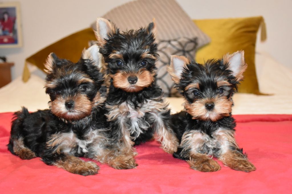 chiot Yorkshire Terrier Horfeo's