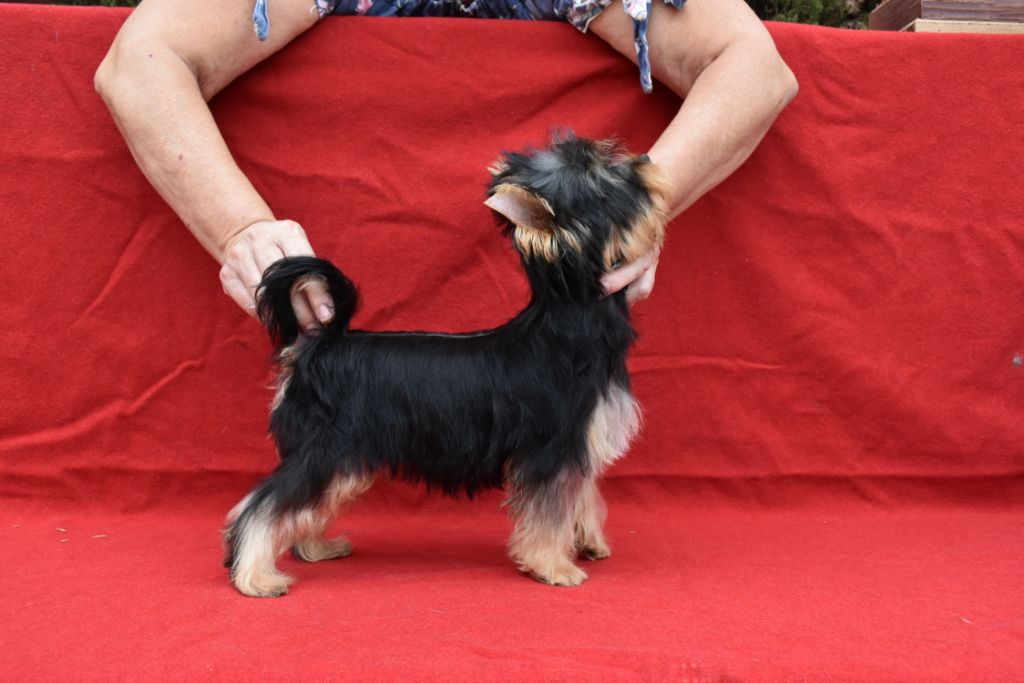 Horfeo's - Chiot disponible  - Yorkshire Terrier