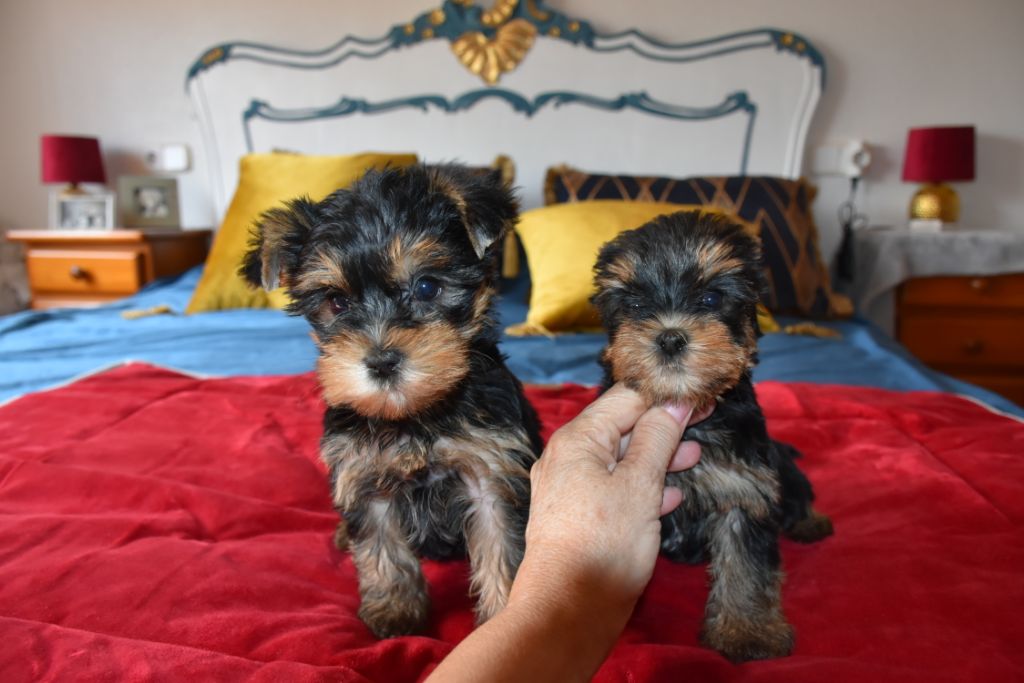 chiot Yorkshire Terrier Horfeo's