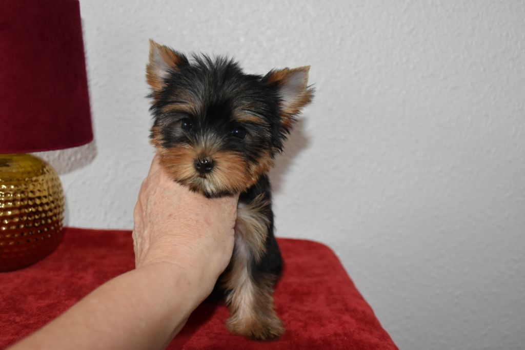 Horfeo's - Chiot disponible  - Yorkshire Terrier