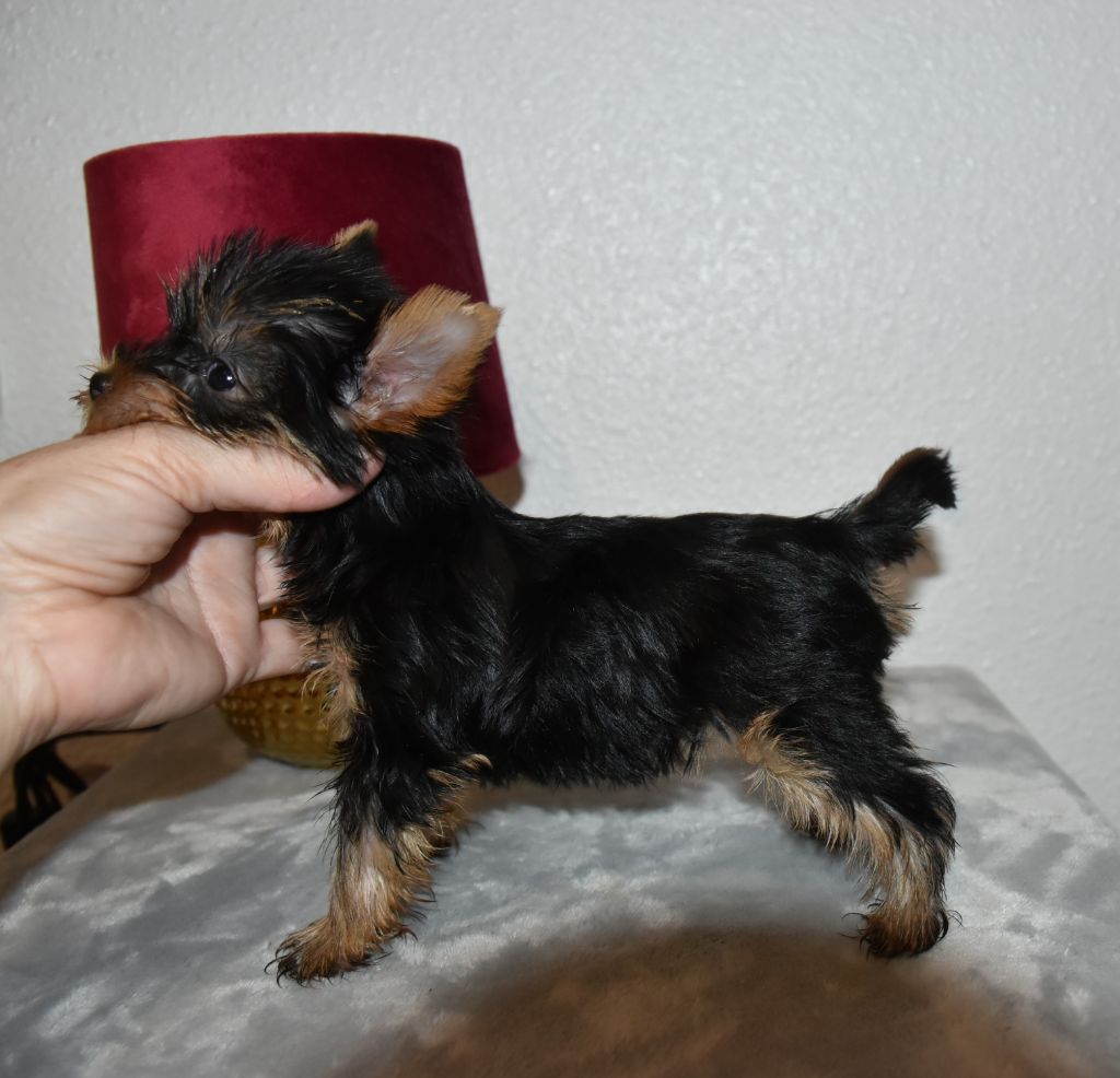 Horfeo's - Chiot disponible  - Yorkshire Terrier