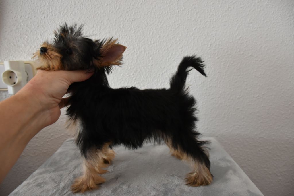 Horfeo's - Chiot disponible  - Yorkshire Terrier