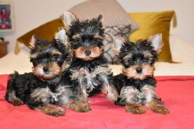 Horfeo's - Yorkshire Terrier - Portée née le 17/05/2024