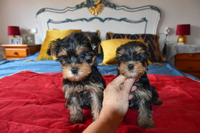 Horfeo's - Yorkshire Terrier - Portée née le 26/08/2024