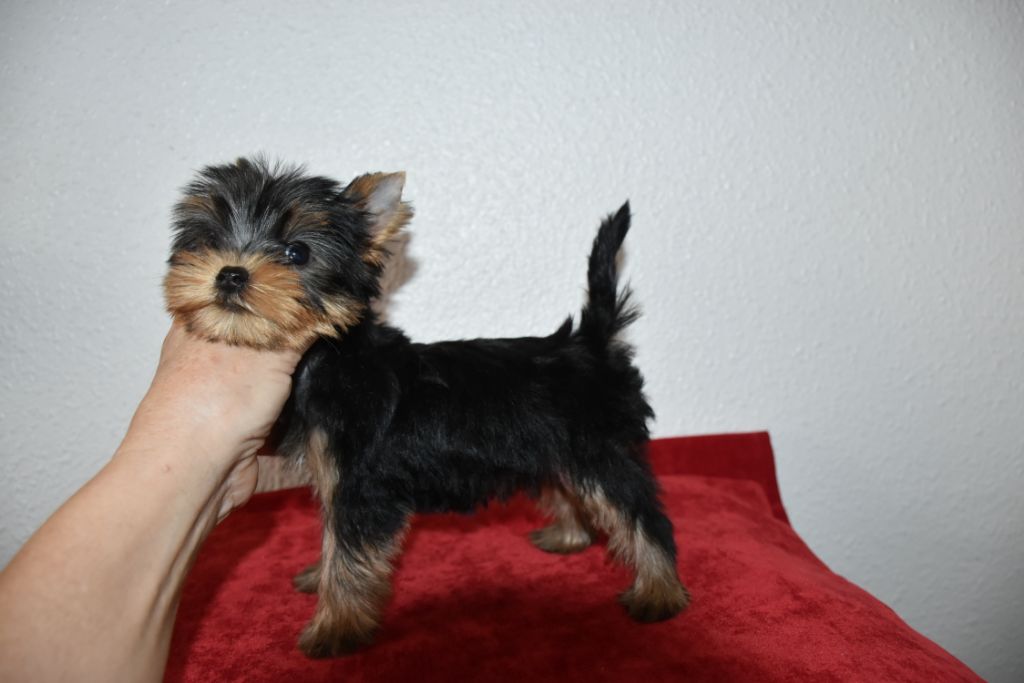 Horfeo's - Chiot disponible  - Yorkshire Terrier