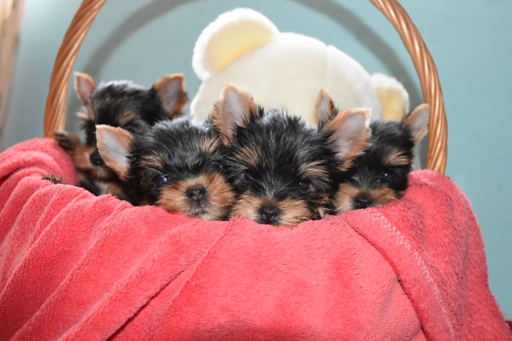 chiot Yorkshire Terrier Horfeo's