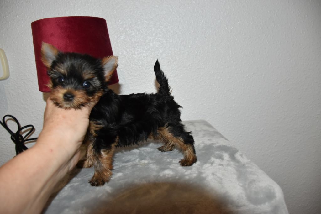 Horfeo's - Chiot disponible  - Yorkshire Terrier