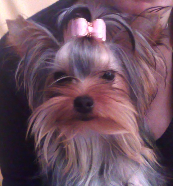 Horfeo's Fe Divina