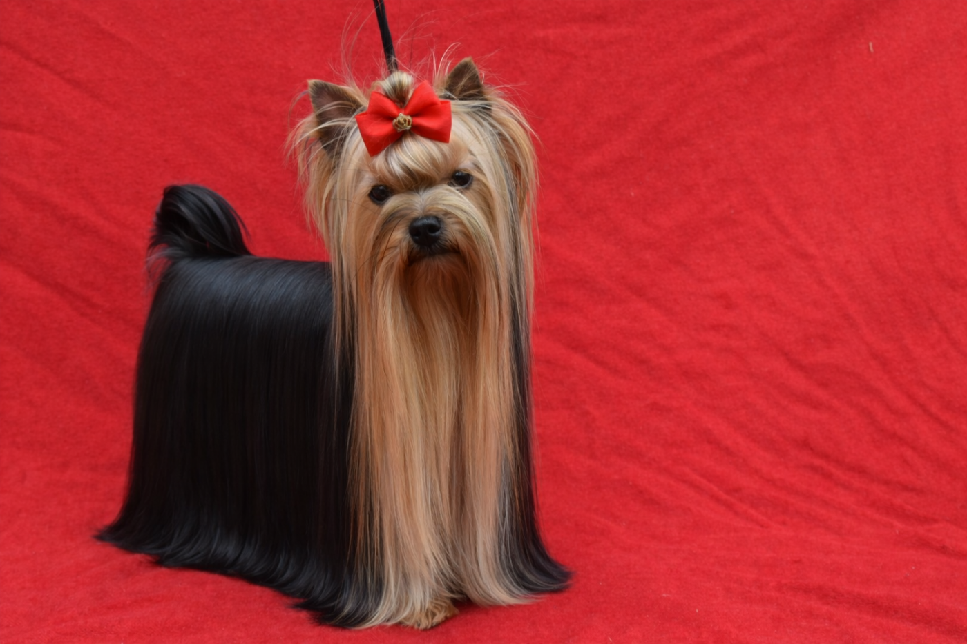 Horfeo's Xinebra stars in heaven