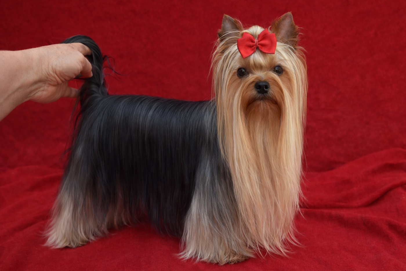 Horfeo's Wonderful killaria