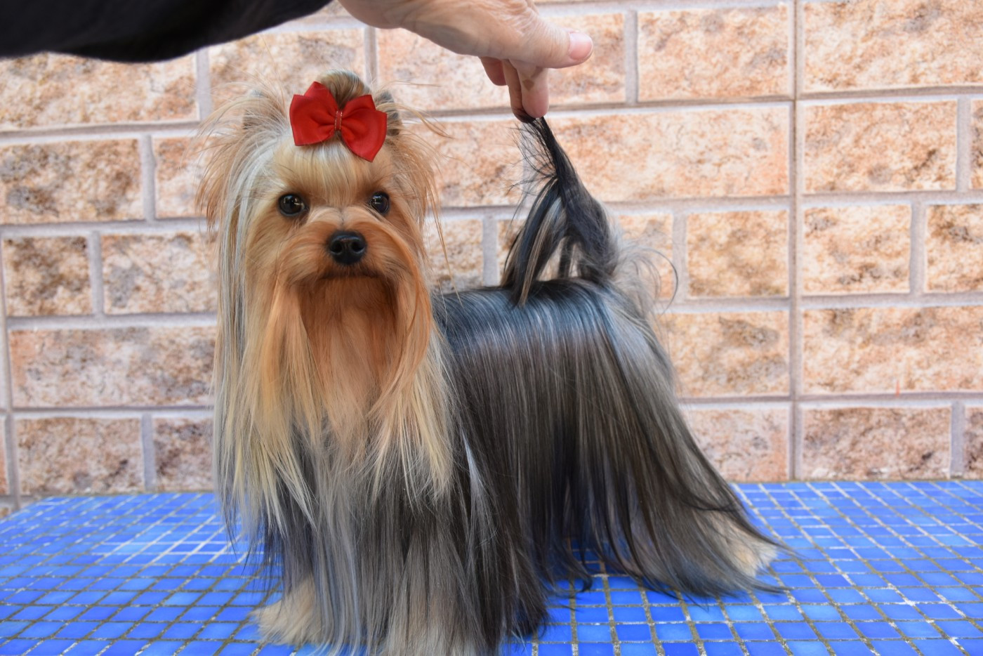 CH. Horfeo's Yvette elissa