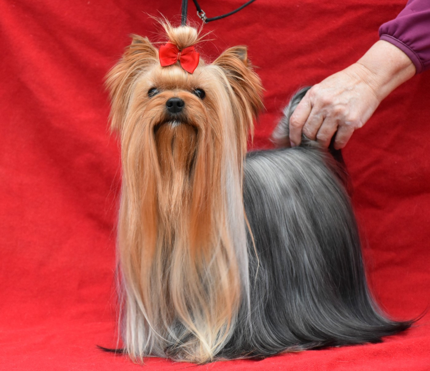 CH. Horfeo's Wilson in love