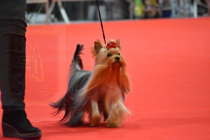 CH. Horfeo's WINTER SOUL