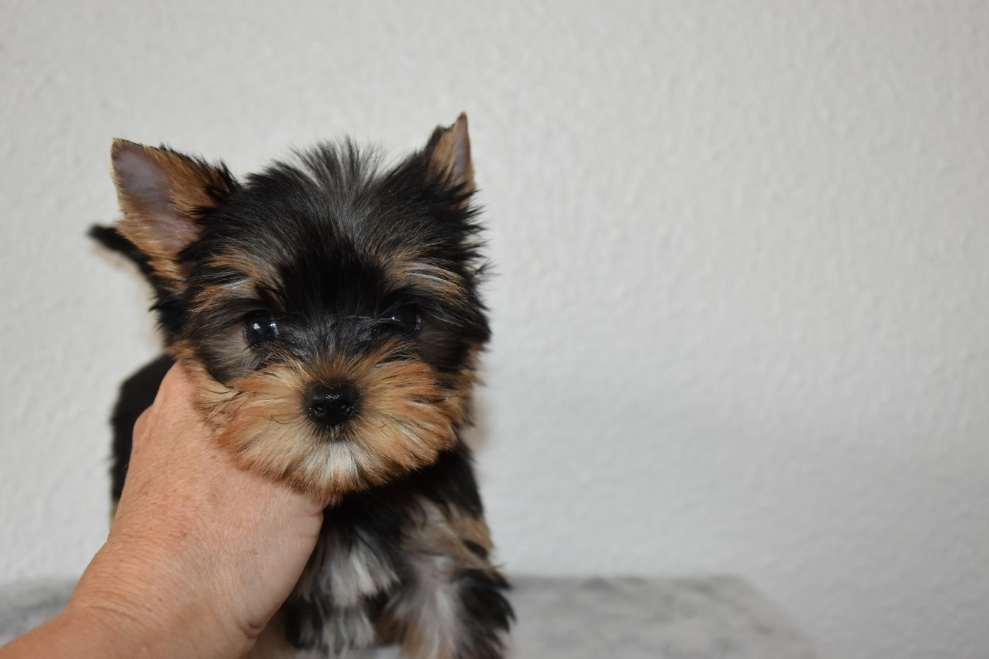 Horfeo's World of Vanitas