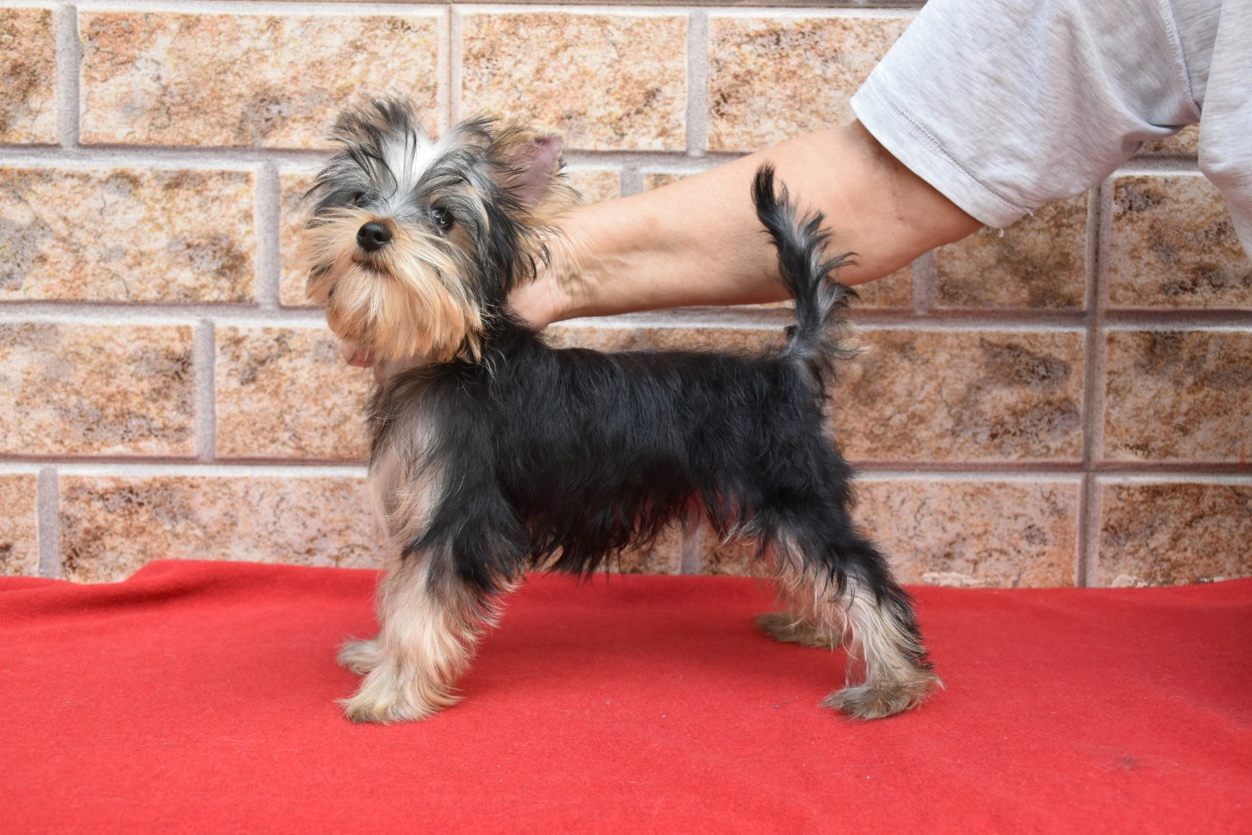 Horfeo's - Chiots disponibles - Yorkshire Terrier