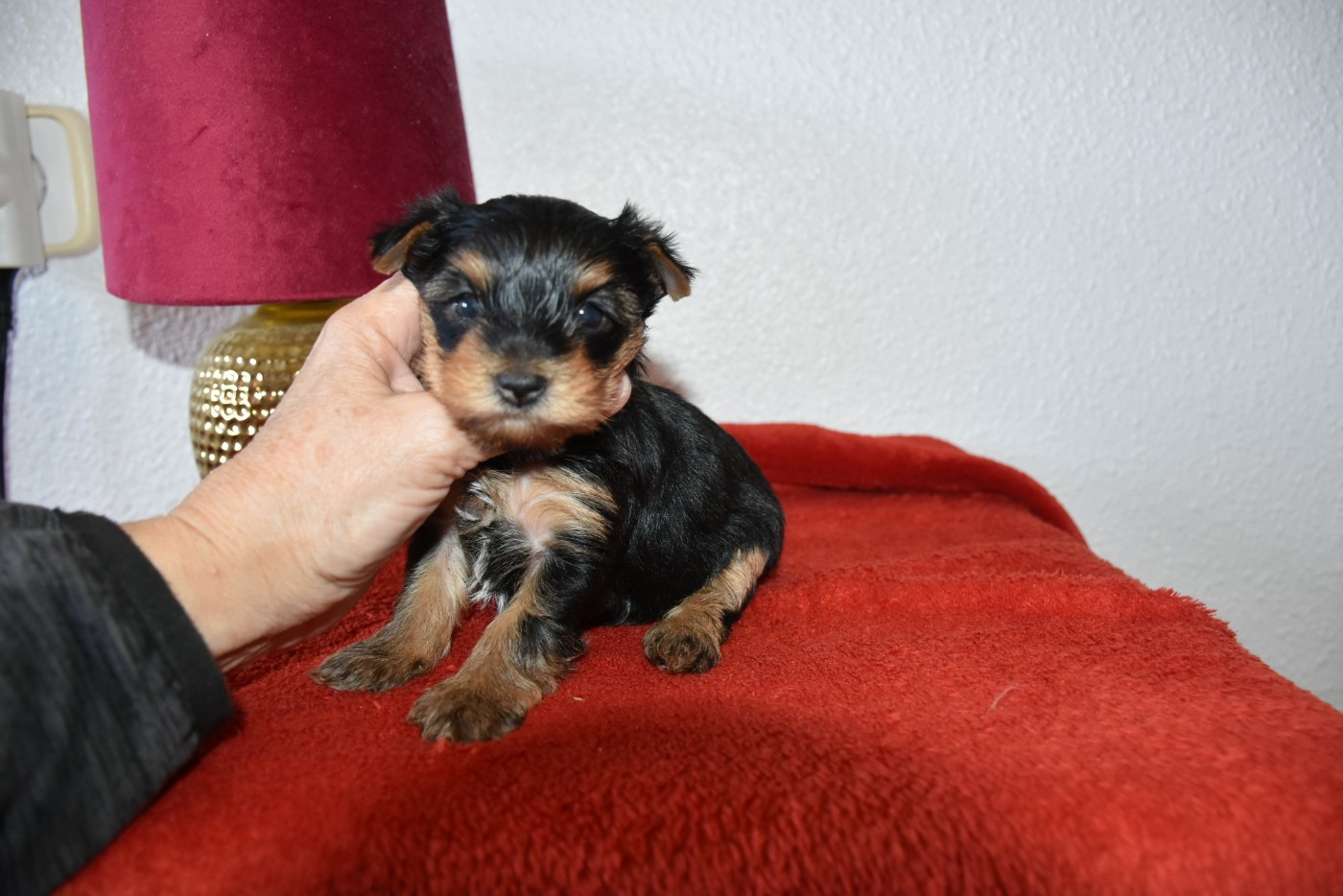 Horfeo's - Chiots disponibles - Yorkshire Terrier