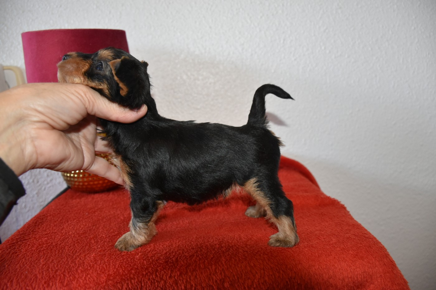 Horfeo's - Chiots disponibles - Yorkshire Terrier