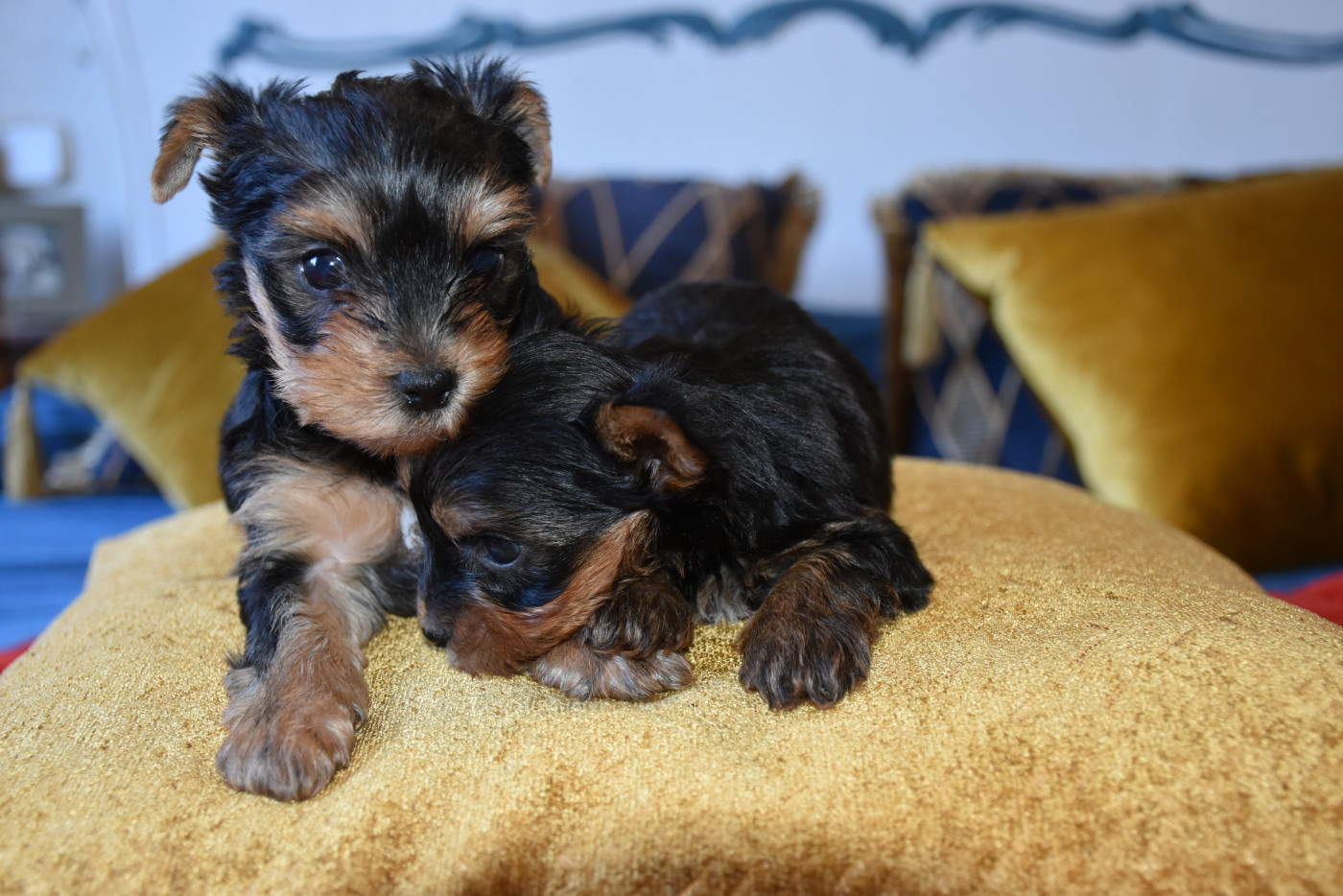 Horfeo's - Chiots disponibles - Yorkshire Terrier