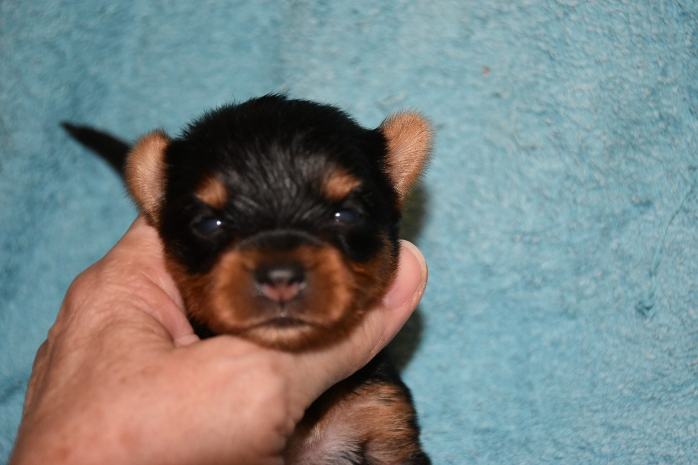 Horfeo's - Chiots disponibles - Yorkshire Terrier