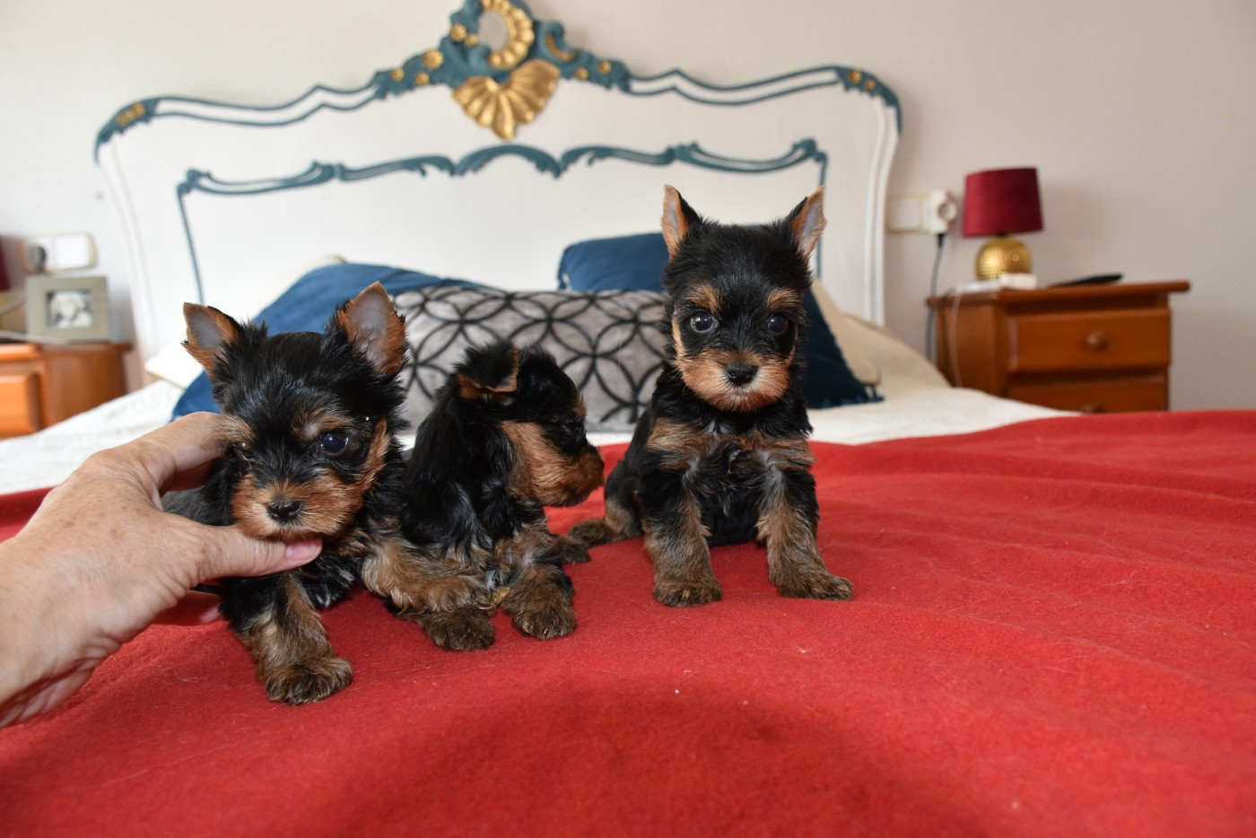 Chiot Yorkshire Terrier Horfeo's