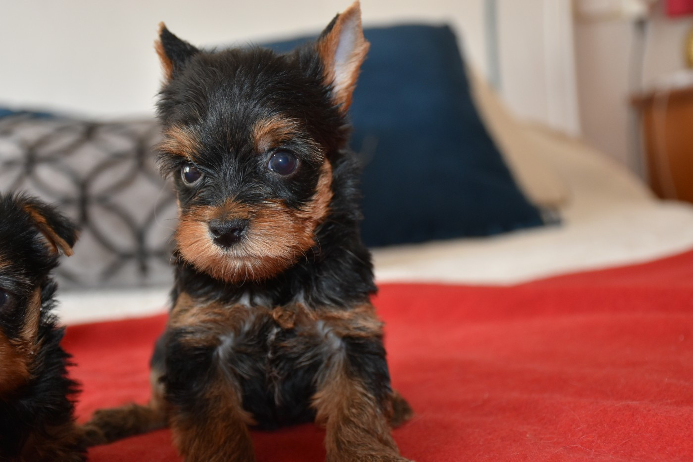 Horfeo's - Chiots disponibles - Yorkshire Terrier