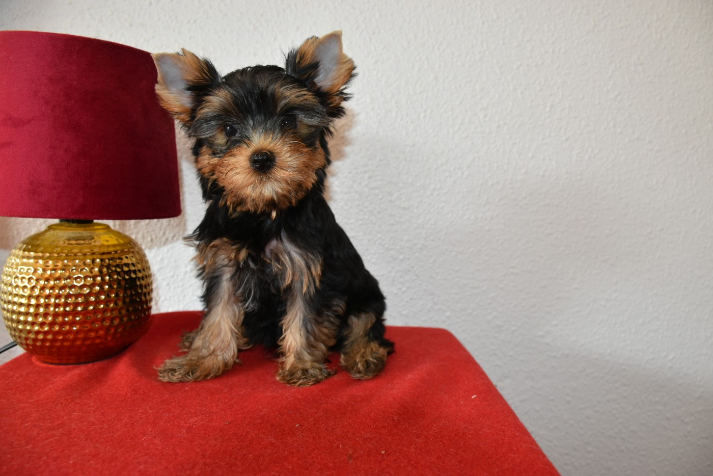 Horfeo's - Chiots disponibles - Yorkshire Terrier