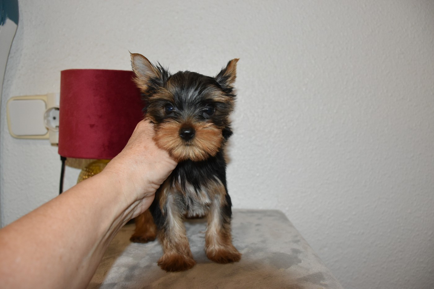 Horfeo's - Chiots disponibles - Yorkshire Terrier