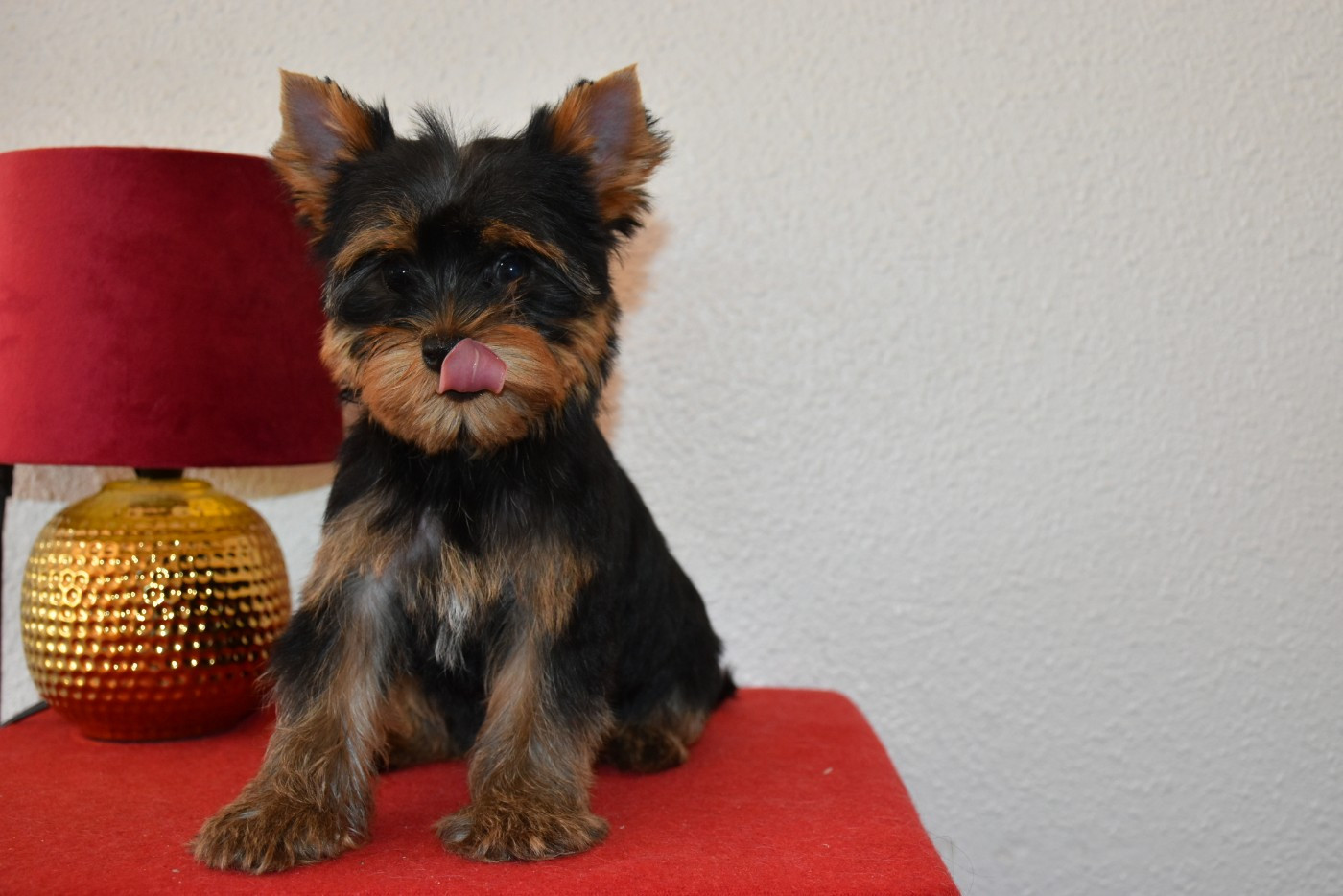 Horfeo's - Chiots disponibles - Yorkshire Terrier