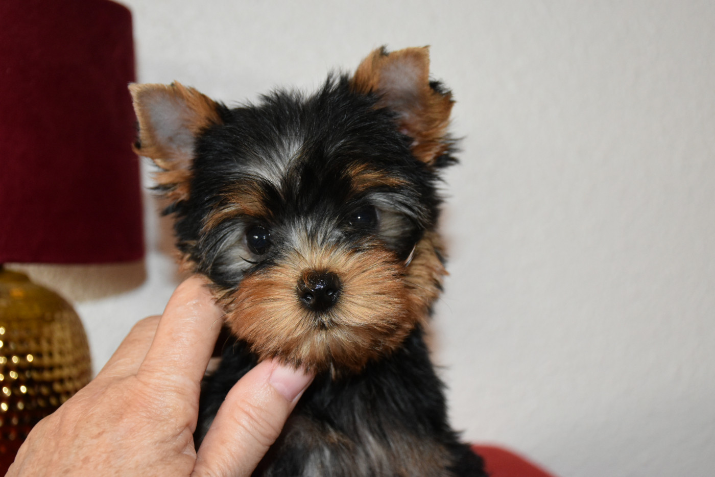 Horfeo's - Chiots disponibles - Yorkshire Terrier