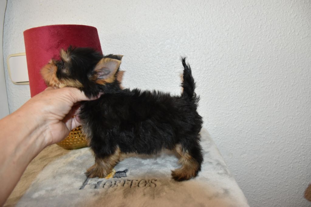 Horfeo's - Chiots disponibles - Yorkshire Terrier