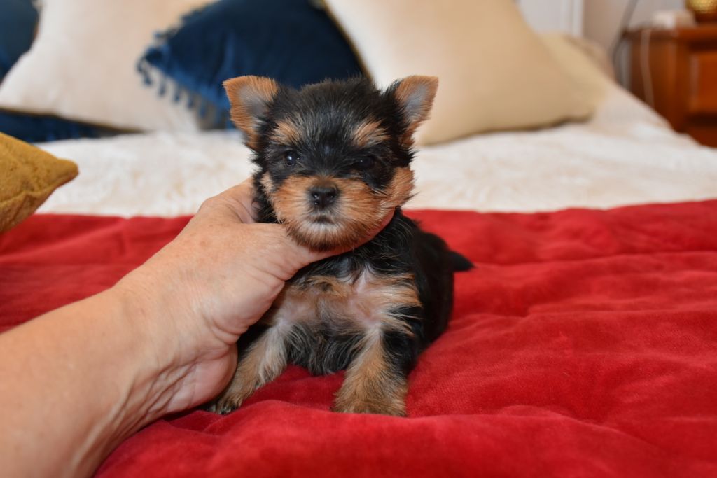 Horfeo's - Chiots disponibles - Yorkshire Terrier