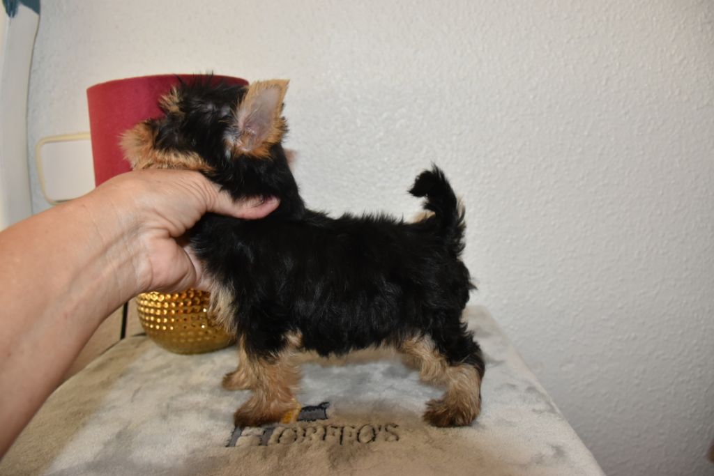 Horfeo's - Chiots disponibles - Yorkshire Terrier