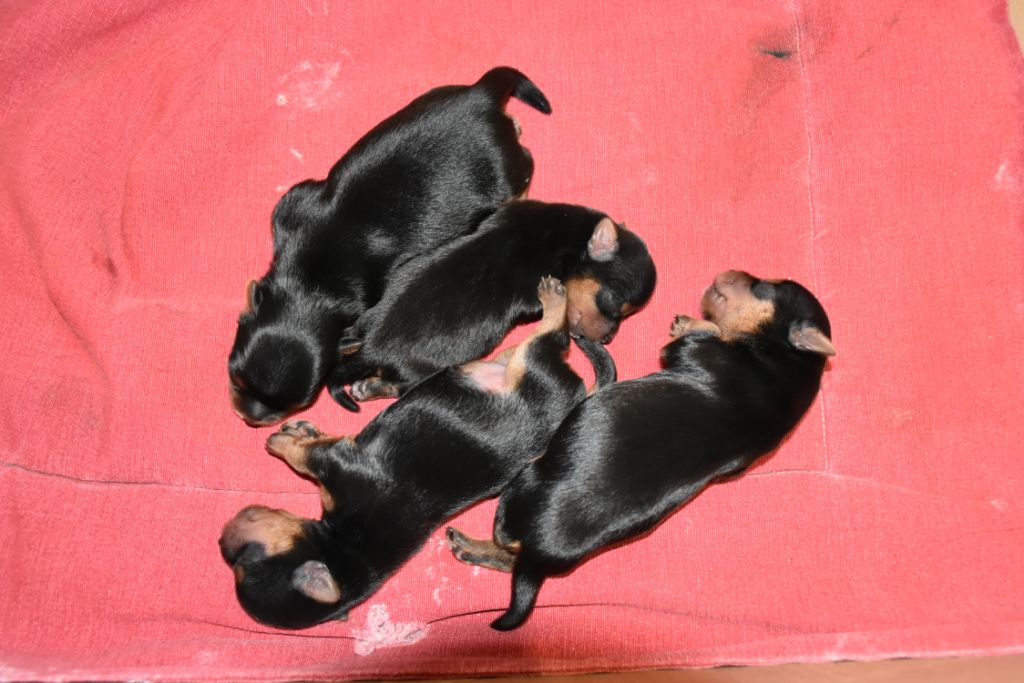 Chiot Yorkshire Terrier Horfeo's