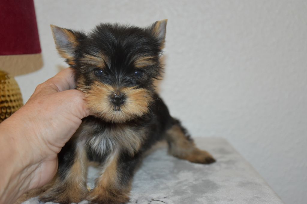 Horfeo's - Chiots disponibles - Yorkshire Terrier