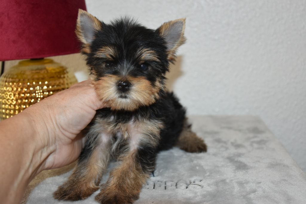 Horfeo's - Chiots disponibles - Yorkshire Terrier