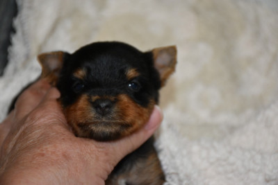 Chiot N°1