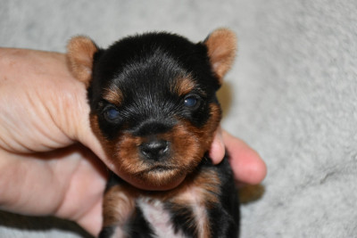 Chiot N°3