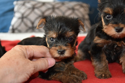 Chiot N°3