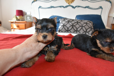 Peque