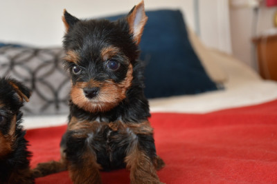Chiot N°2